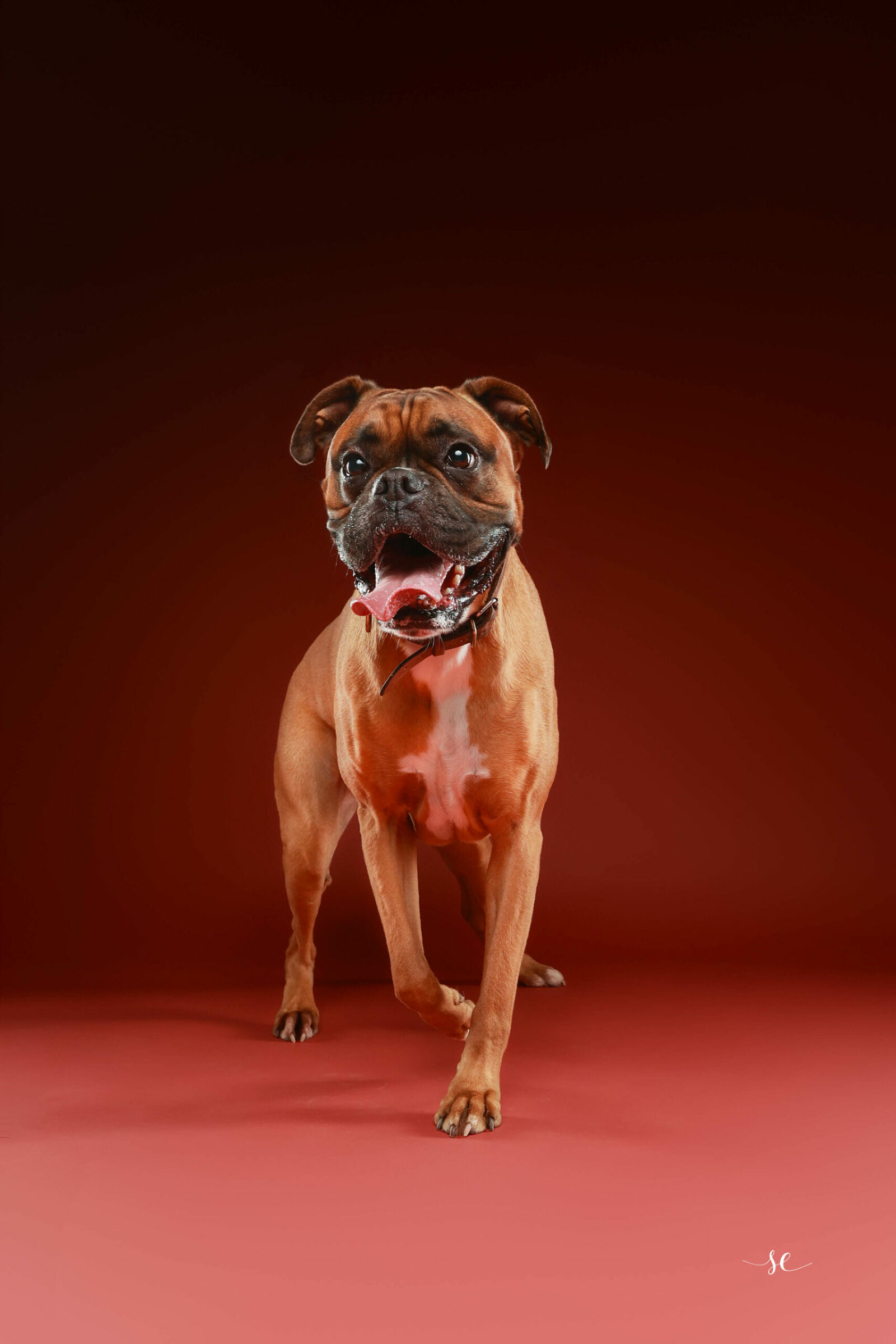 Shooting en studio pour un chien à Louviers, capturant sa personnalité.