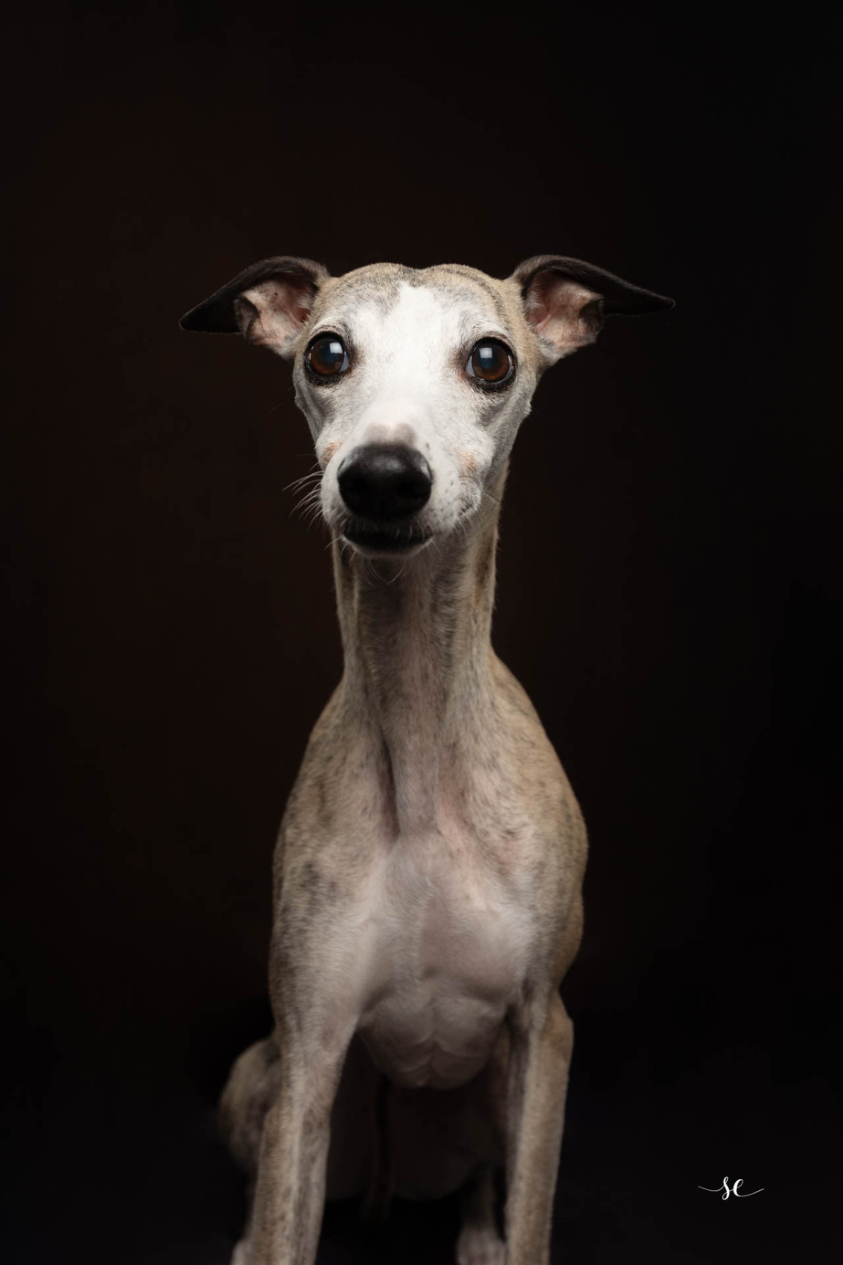 Portrait de chien à Paris – mise en avant de son expression.