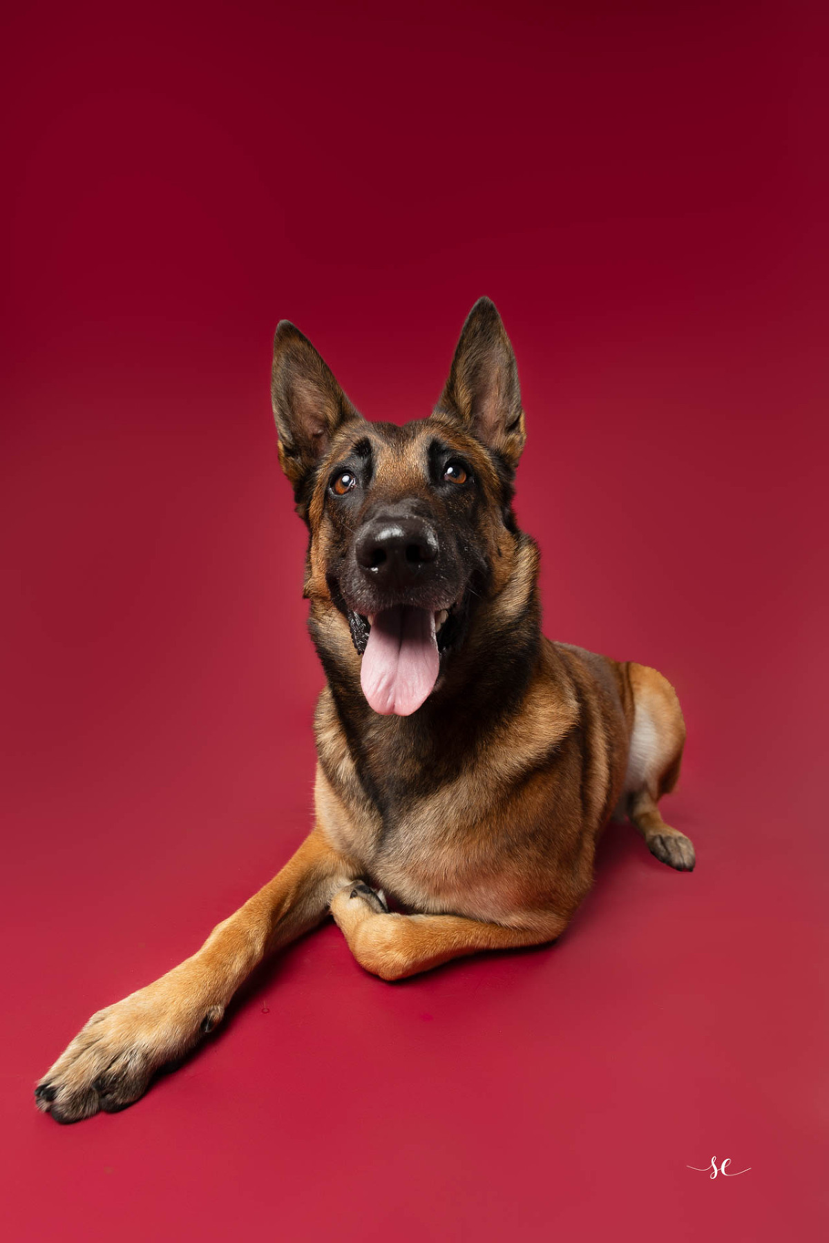 Photo de chien expressif à Le Havre – studio spécialisé en portraits canins.